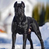 Dj-Marco